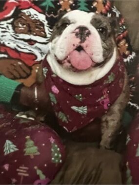 Little Sleepies Cranberry Tree Traffic Pet Bandana M/L Retired